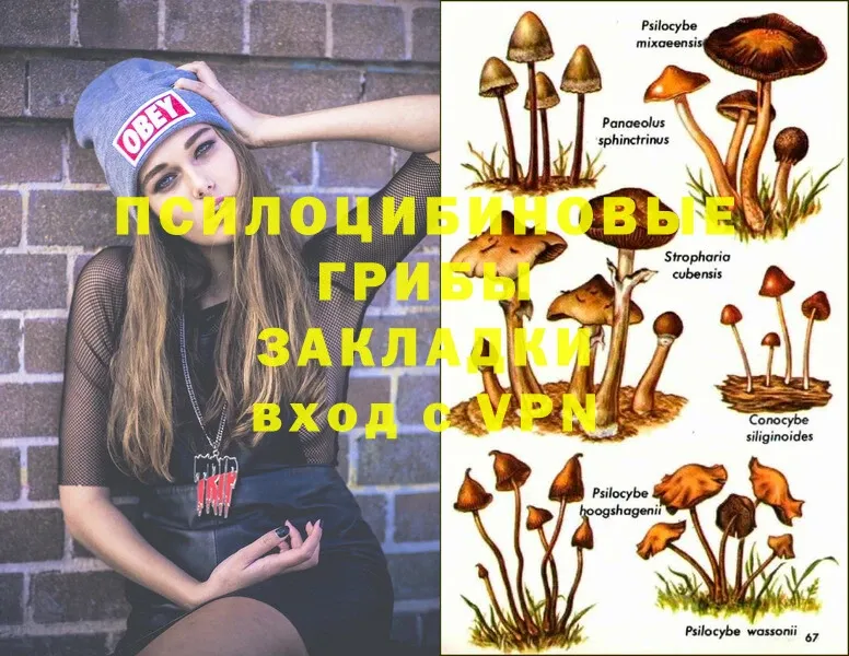 Галлюциногенные грибы MAGIC MUSHROOMS  omg зеркало  Великий Устюг 