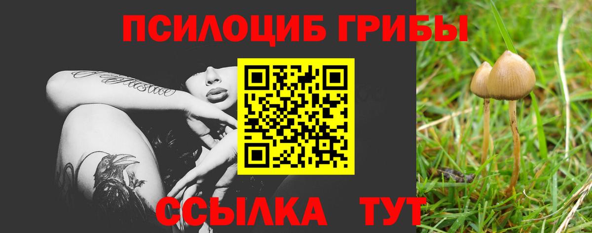 Псилоцибиновые грибы Psilocybe  Великий Устюг 